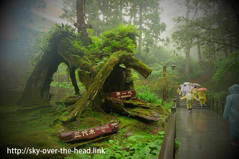 阿里山散策＜巨木遊歩道編＞