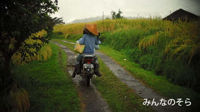 ジャティルイのライステラス（Jatiluwih Rice Terrace）で、世界遺産の棚田をお散歩（バリ島）