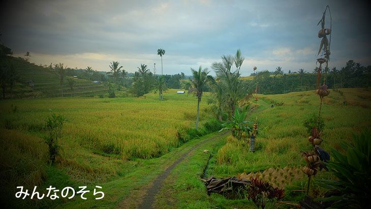 ジャティルイのライステラス（Jatiluwih Rice Terrace）で、世界遺産の棚田をお散歩（バリ島）