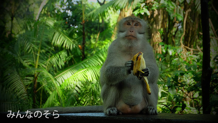 森に佇むお池や「ドラゴンブリッジ（仮）」に大興奮！＠バリ島ウブドの観光地！モンキーフォレストで「猿+α」を愛でる